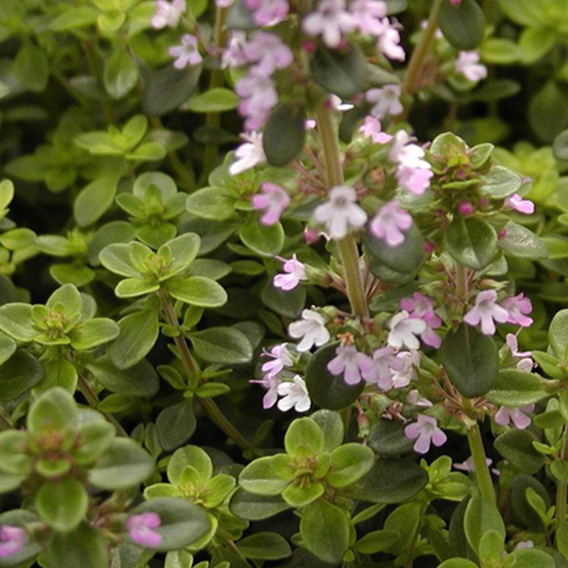 Thymus serpyllum - Sand-Thymian - Bodendecker