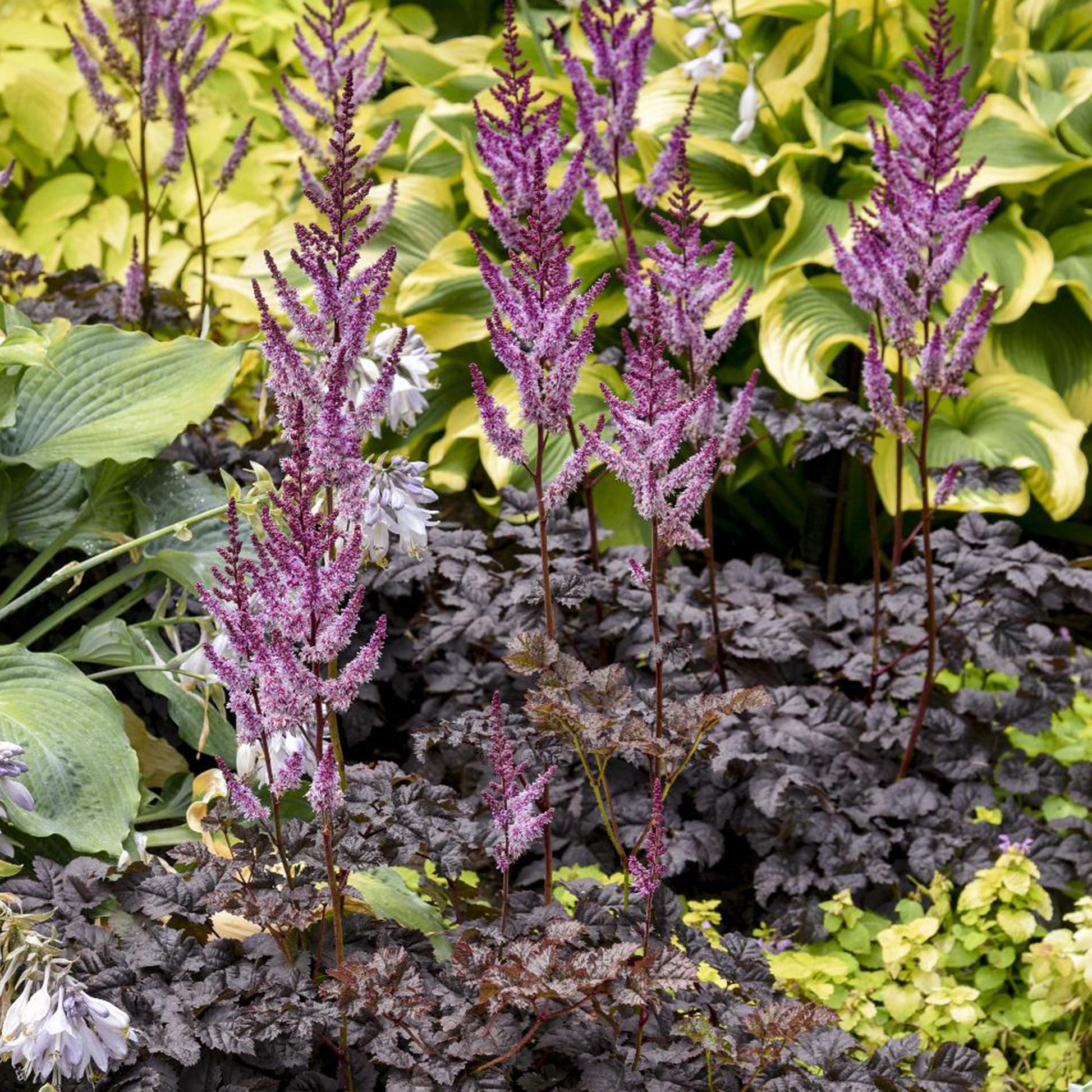 Astilbe chinensis Dark Side of the Moon ® - Astilbe Darkside Of The Moon®.  - Prachtspiere - Astilbe