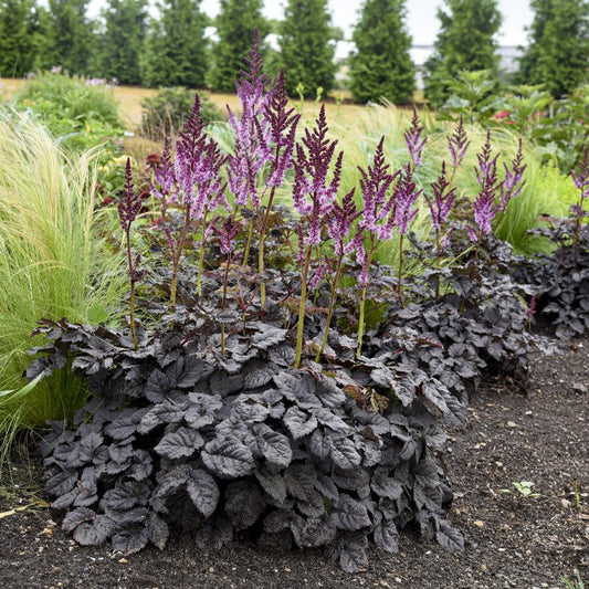 Astilbe Darkside Of The Moon®.  - Bakker