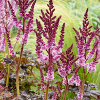 Astilbe Darkside Of The Moon®.  - Astilbe chinensis Dark Side of the Moon ® - Bakker