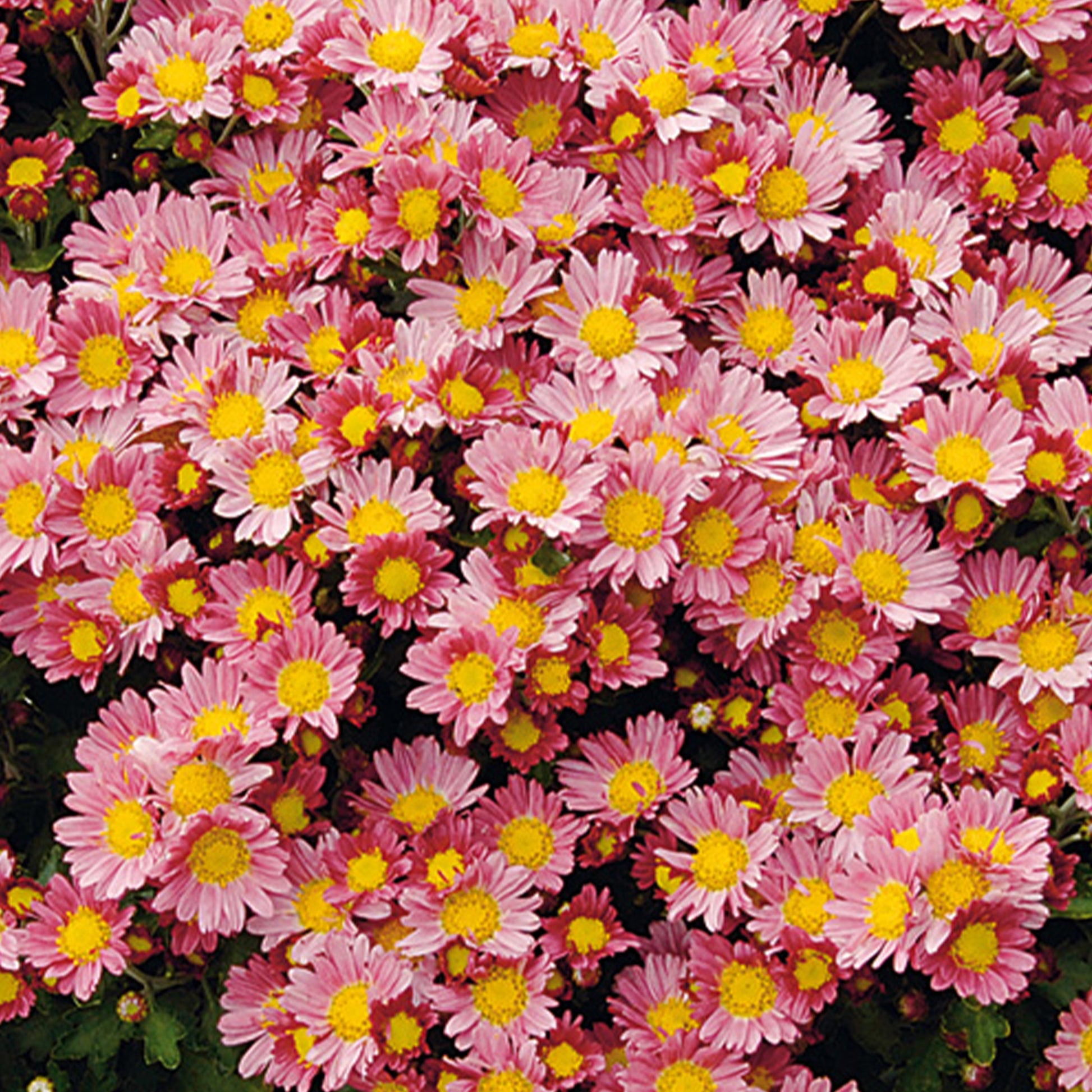 Pazifische Chrysantheme Bengo Rosa - Ajania bellania Bengo Rosa - Bakker