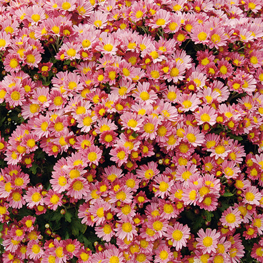 Pazifische Chrysantheme Bengo Rosa - Bakker