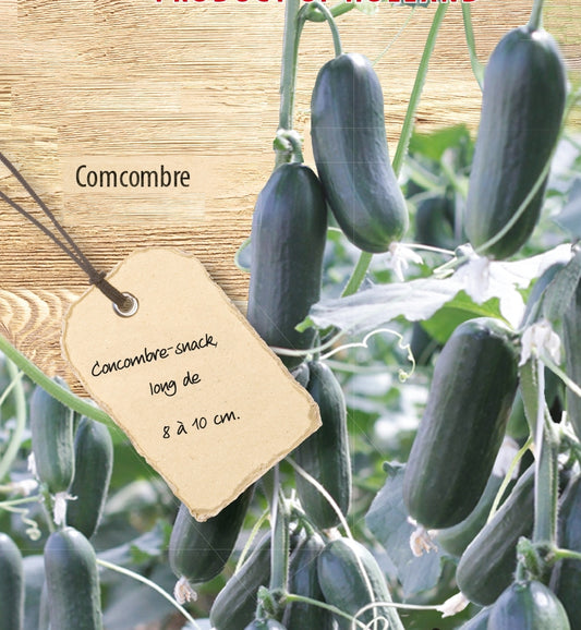 Gurke mini Hopeline F - Cucumis sativus mini hopeline f1 - Gemüsegarten
