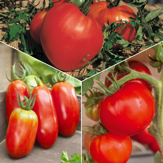 Tomatenmischung (Coeur de Boeuf, Saint Pierre, San M) - Bakker
