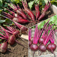 Rote Beete Mischung: D'Egypte, De Detroit 2, Cylin - Bakker