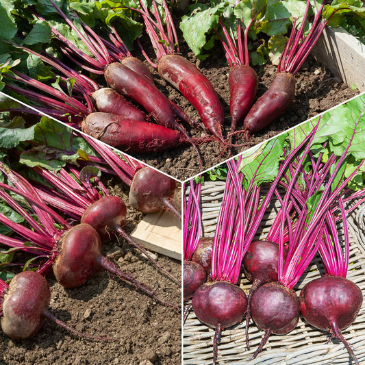 Rote Beete Mischung: D'Egypte, De Detroit 2, Cylin - Bakker