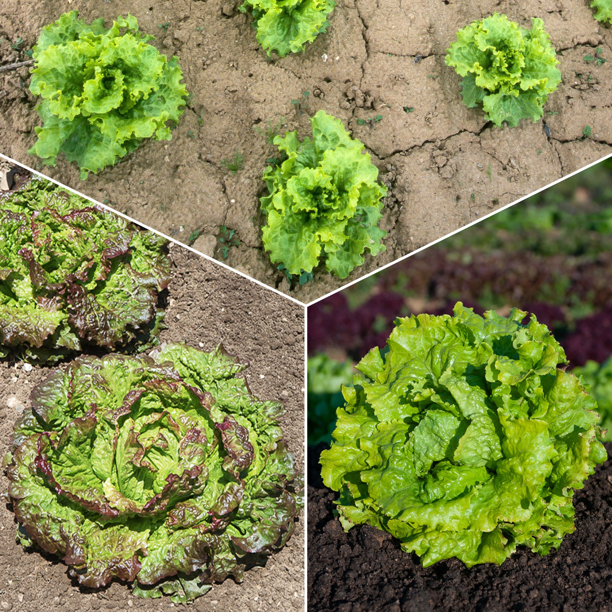 Bataviasalat Mischung (Blonde de Paris,Rouge grenobloise, Dorée de p) - Lactuca sativa Blonde de Paris, Rouge grenobloise, Dorée de printemps - Gemüsesaat