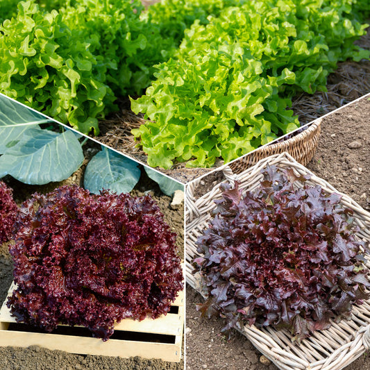 Schnittsalat Mischung (Eichblatt, Lollo Rossa, Red Sala) - Collection salades à couper : Feuille de chêne, Lollo rossa, Red sala - Gemüsegarten