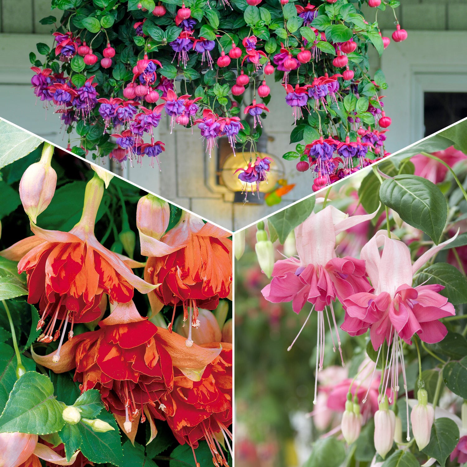 Blumen für Terrasse und Balkon