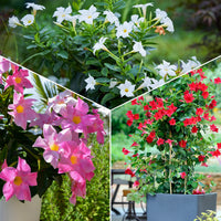 Dipladenia - Chilenischer Jasmin Dipladenie (x3) - Chilenischer Jasmin - Mandevilla laxa