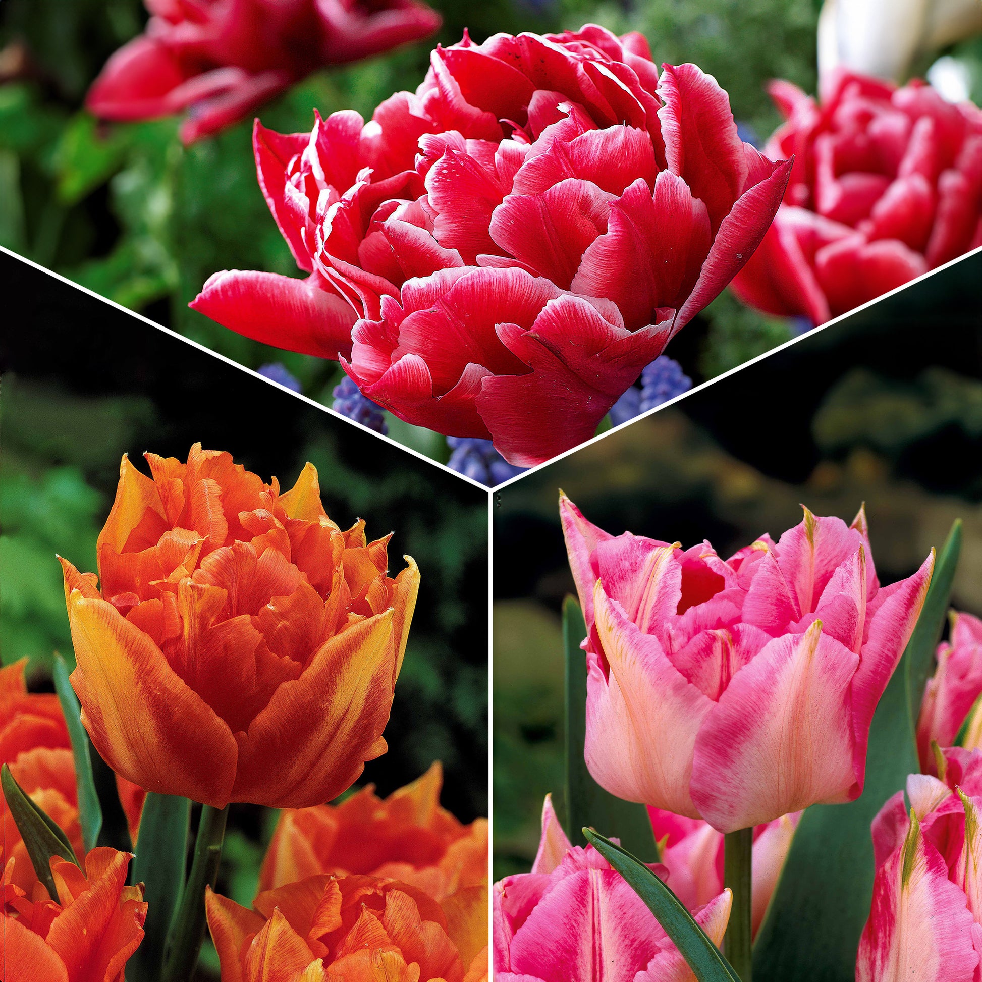 Tulpen frühblühende Murillo-Mischung (x30) - Tulipa murillo 'willemsoord' 'willem van orange' ' - Blumenzwiebeln