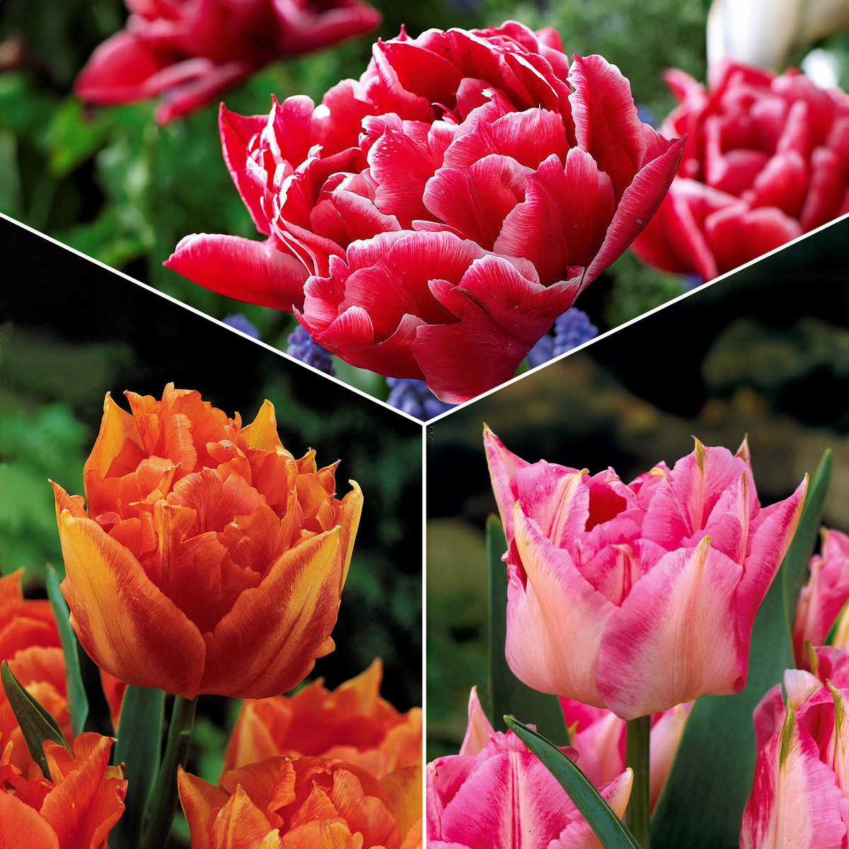 Tulpen frühblühende Murillo-Mischung (x25) - Bakker