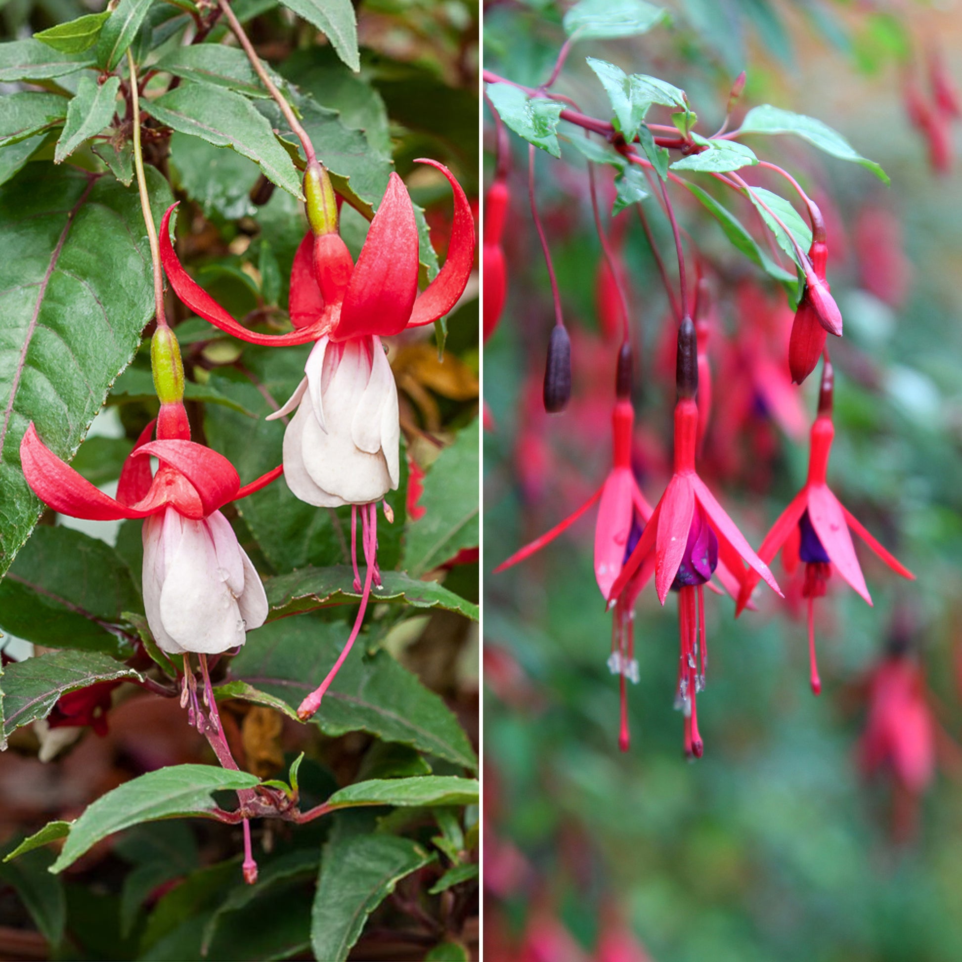 Fuchsien Mischung (Madame Cornelissen, Brilliant) (x3) - Fuchsia Mme Cornelissen,  Brilliant - Beetpflanzen