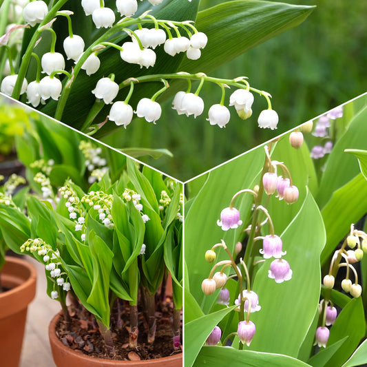 Maiglöckchen Mischung (3 Weiß + 3 Rosa + 3 Riesen Bordeaux) (x 9) - Convallaria majalis - Sträucher und Stauden