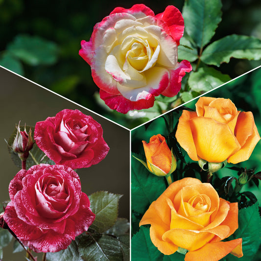 Kollektion Edelrosen ( Famosa +  Whisky +  Double Delight) (x3) - Rosa 'famosa', 'whisky', 'double delight' - Rosen