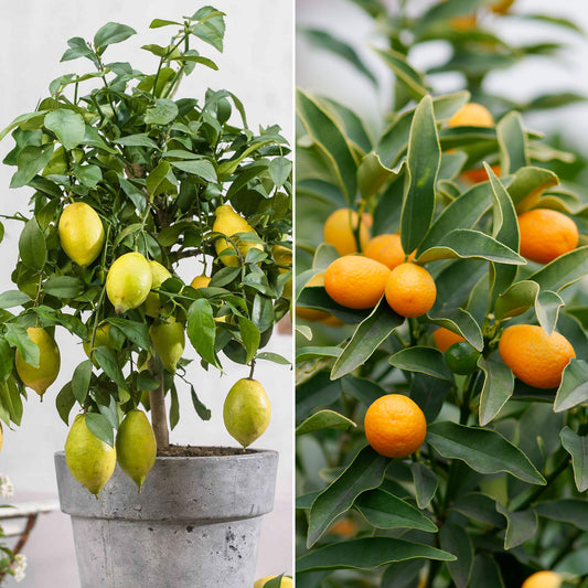 Sammlung von Kumquat und Zitronenbäumen (x2)