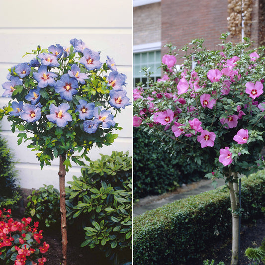 Sammlung von Gartenhibiskus auf Stamm (x2) - Hibiscus syriacus - Sträucher und Stauden