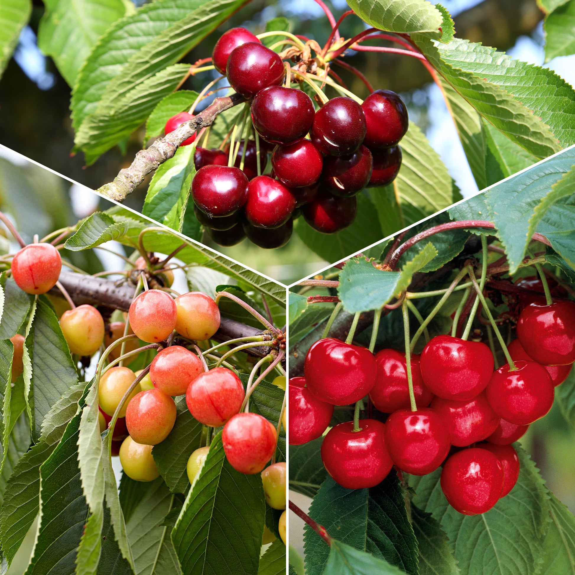 Minikirschen (Burlat, Van, Napoleon) (x3) - Prunus avium van, napoleon, burlat - Kirschen