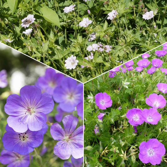 Mehrjährige Geranien Mischung (x9) - Geranium oxonianum katharine adèle , himalayense,