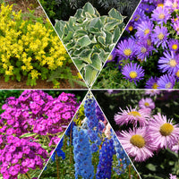 Mehrjährigen Pflanzen Mischung - Fläche ca. 2 m² - Sedum acre, Hosta, Aster, Erigeron speciosus Rosa Jewel, Delphinium, Phlox paniculata, Thymus serpyllum, Sedum spurium, Incarvillea Delavayi, Achillea , Gypsophila paniculata, Lupinus - Bakker