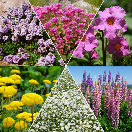 Mehrjährigen Pflanzen Mischung - Fläche ca. 2 m² - Bakker