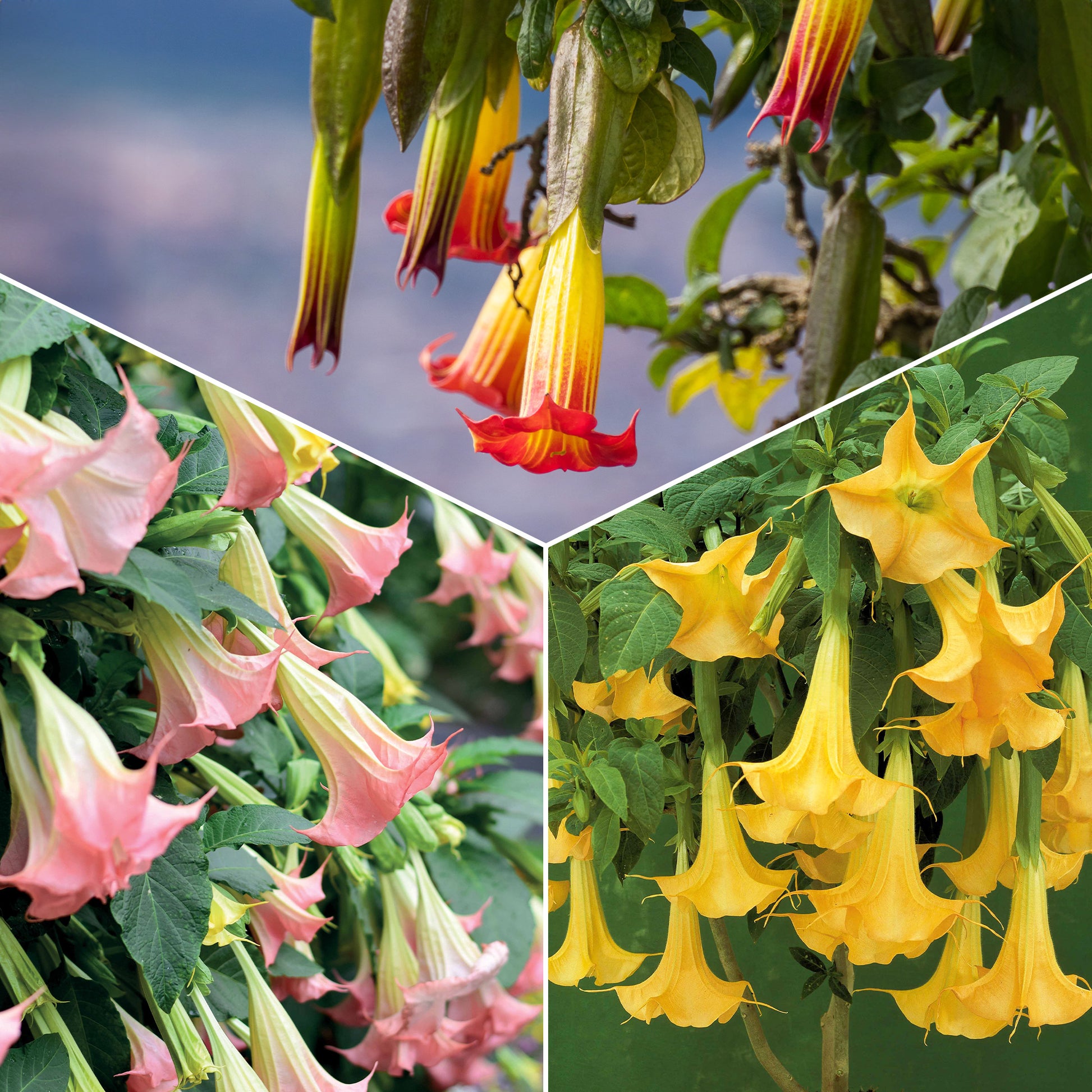 Brugmansia-Sammlung: Rot und Gold, Gelb, Rosa. (x3) - Brugmansia - Terrasse balkon