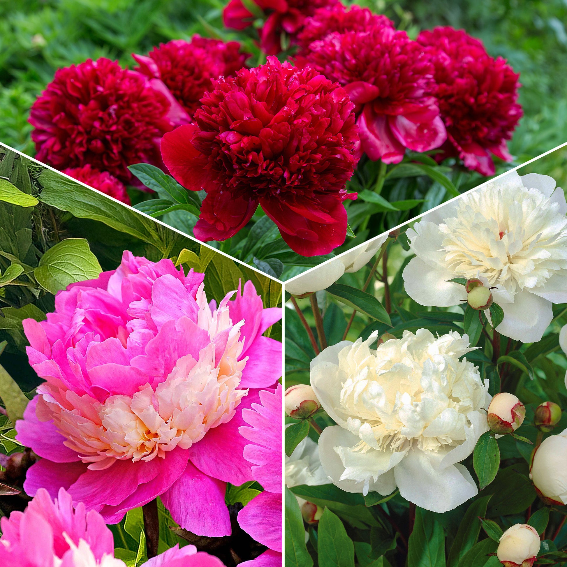 Pfingstrose 'Red Charm' + 'Immaculate' + 'Sorbet' Mischung (x3) - Paeonia lactiflora x Sorbet, Immaculée, Red Charm - Gartenpflanzen