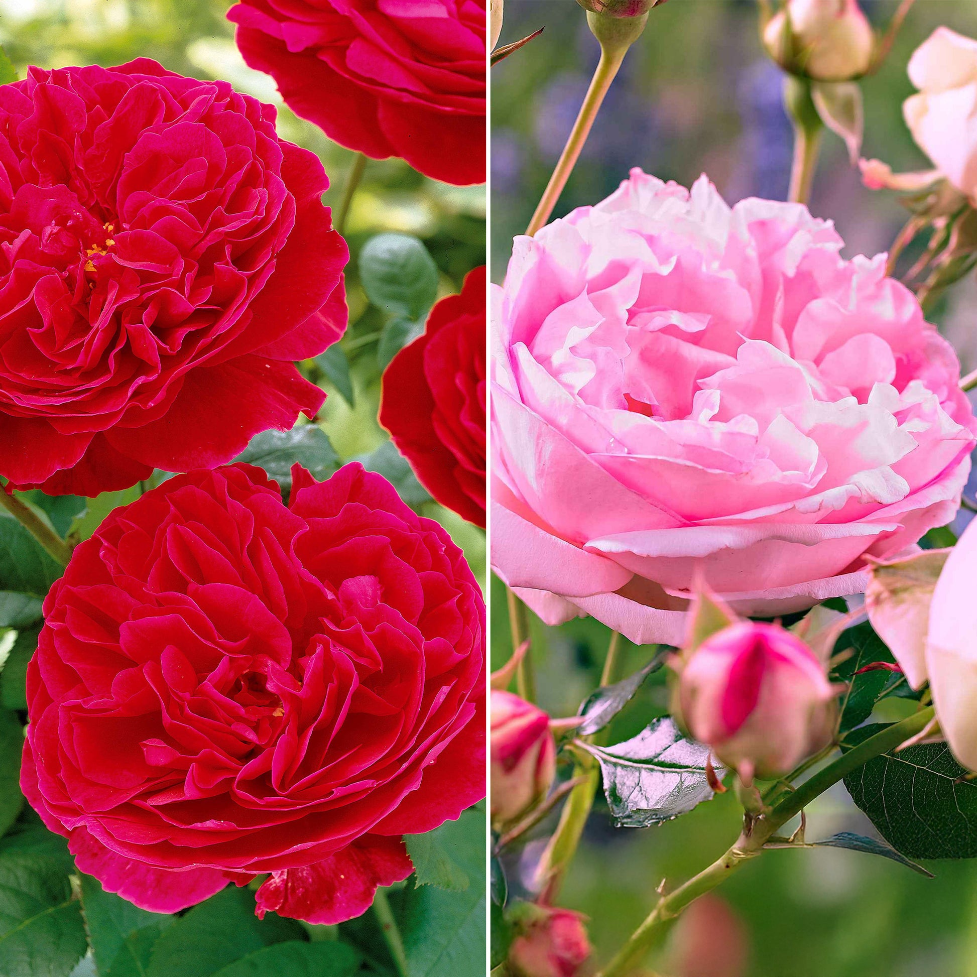 Kollektion Beetrosen ( Red Leonardo Da Vinci +  Leonardo Da Vinci) (x2) - Rosa floribunda red leonardo da vinci, leonardo da - Gartenpflanzen