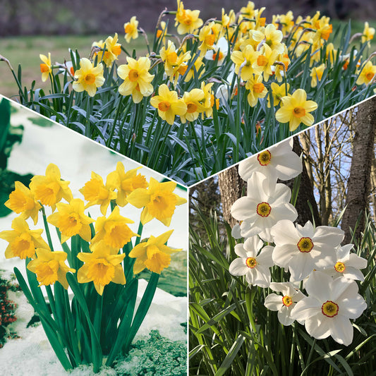 Monate Osterglocken Kollektio (x30) - Narcissus 'fortune', 'rijnveld early sensation', ' - Narzissen