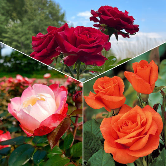 Strauchrosen Mischung (Doris Tysterman, Nostalgie, Barkarole) (x3) - Rosa doris tysterman, nostalgie, barkarole - Gartenpflanzen