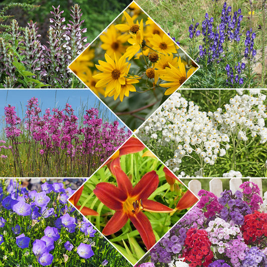 Sommerblumenbeet - Fläche ca. 2 m² - Bakker