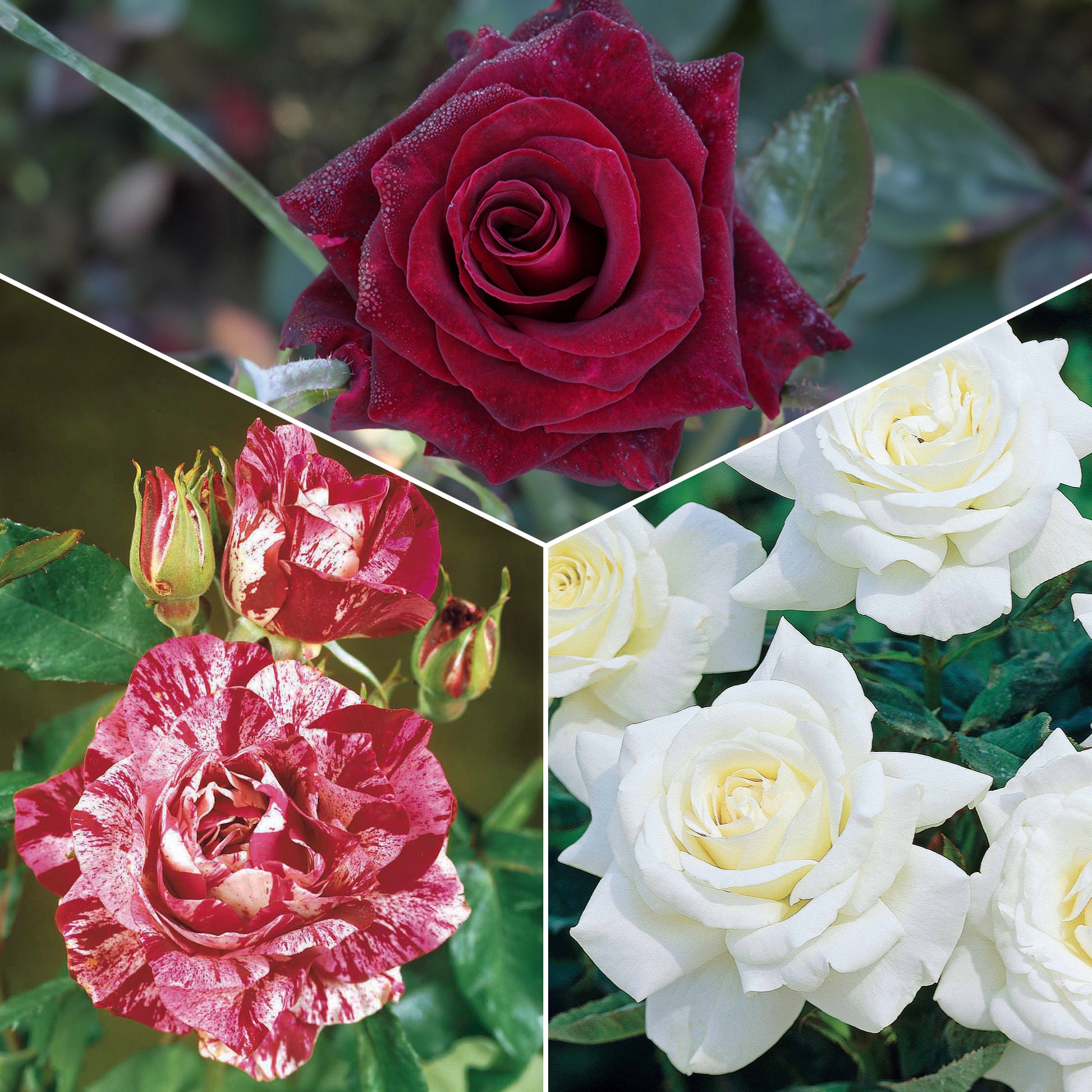 Kollektion Edelrosen (Black Baccara, Candy stripe, Helga) (x3) - Rosa 'black baccara', 'candy stripe', 'helga' - Gartenpflanzen