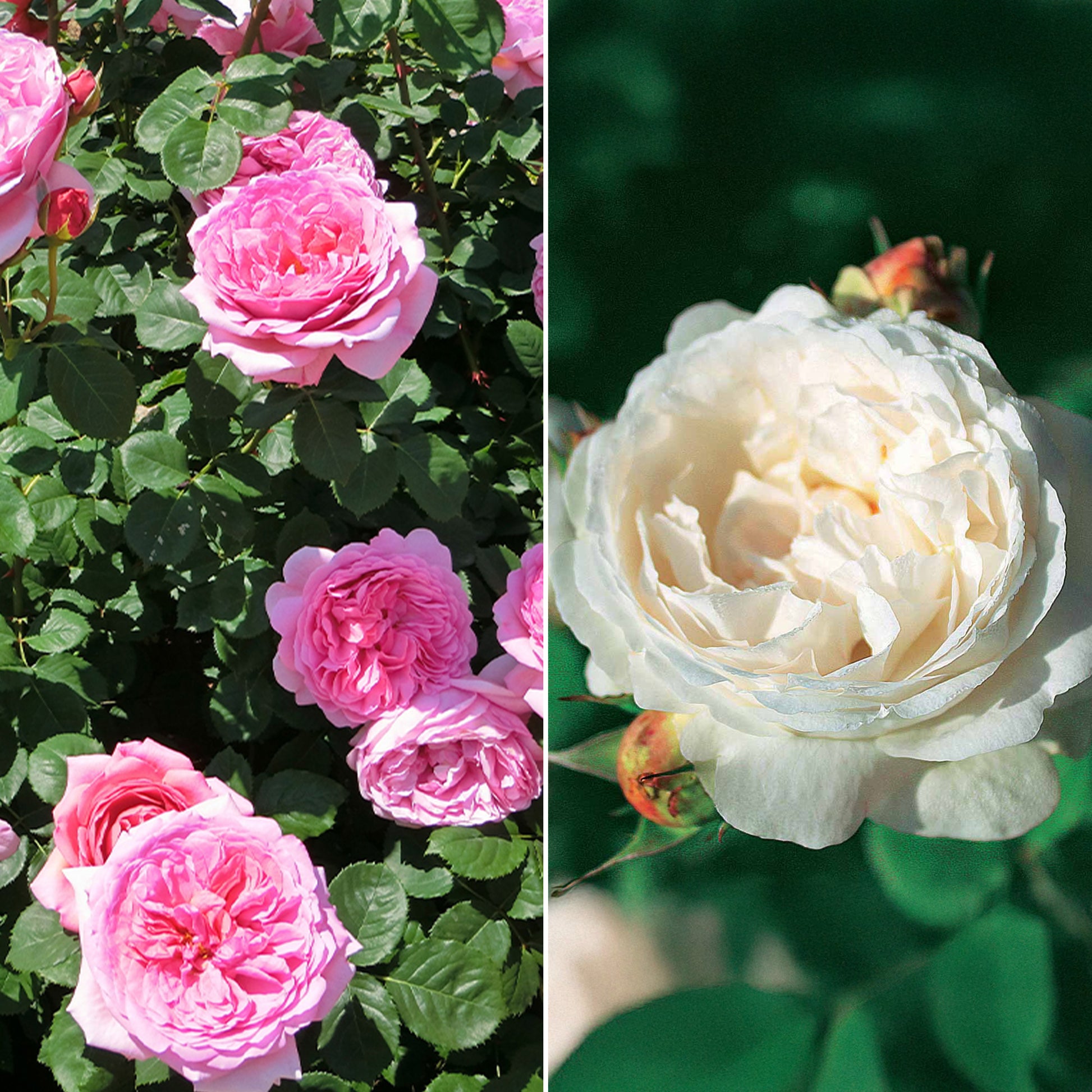 Englische Rosen (Her's Ausgreen ®, Ausgreen's Winner ®) (x2) - Rosa 'her's ausgreen' ® (ausblush), 'ausgreen's wi - Gartenpflanzen