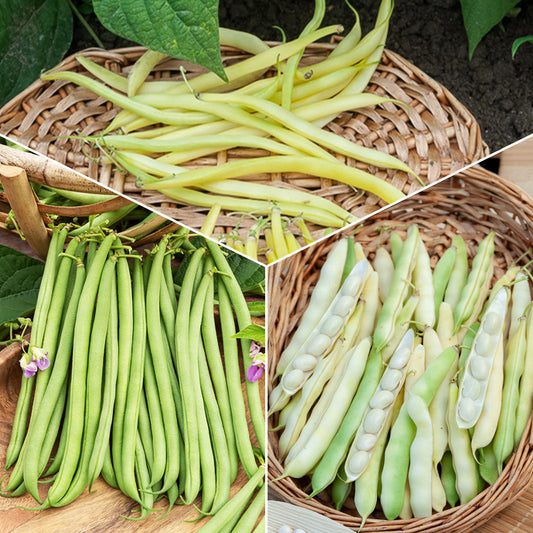 Bohnen Mischung - Bakker