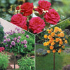 Stammrosen Mischung (Walztime, Sunsilk, Dame de Coeur) (x3) - Bakker