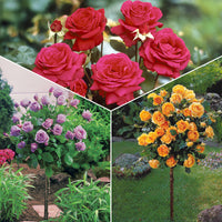 Stammrosen Mischung (Walztime, Sunsilk, Dame de Coeur) (x3) - Bakker