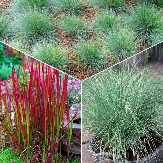 Bunte Gräser Mischung (x3) - Imperata cylindrica Red Baron, Carex oshimensis Evergreen, Festuca glauca - Gartenpflanzen