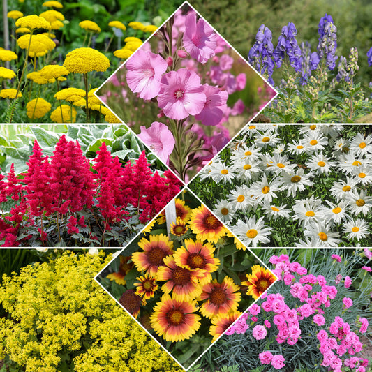 Pflegeleichtes Staudenbeet - Fläche ca. 1,5 m² - Bakker