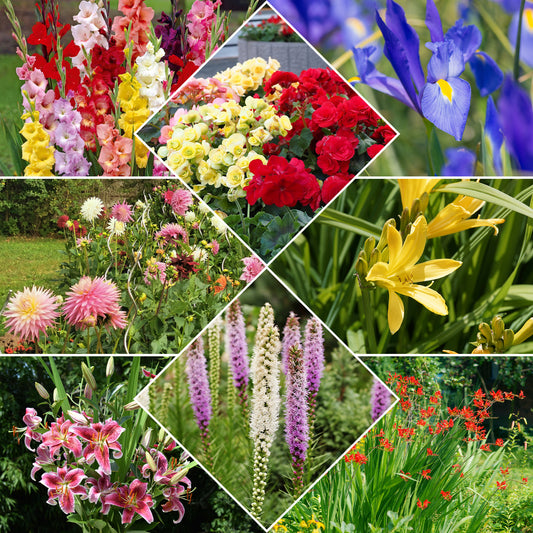 Blühendes Sommerbeet - Bakker