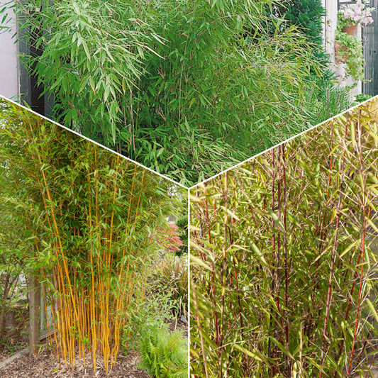 Bambus-Sammlung: grün, gelb, rot (x3) - Phyllostachys bissetii, aureosulcata Aureocaulis, Fargesia scabrida Asian Wonder - Bambus