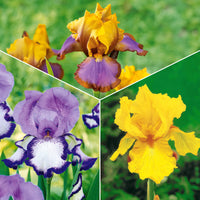 Sammlung von Garten-Iris: Lasso, Bordure, Sangreal. (x6) - Bakker