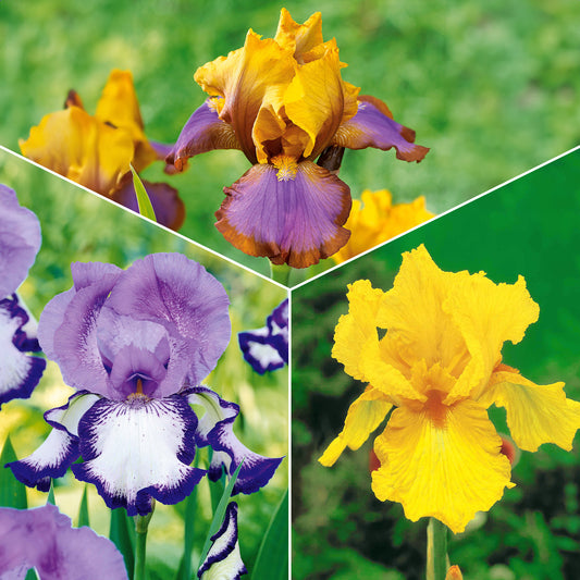 Sammlung von Garten-Iris: Lasso, Bordure, Sangreal. (x6) - Iris germanica  (2 lasso, 2 bordure, 2 sangreal) - Gartenpflanzen