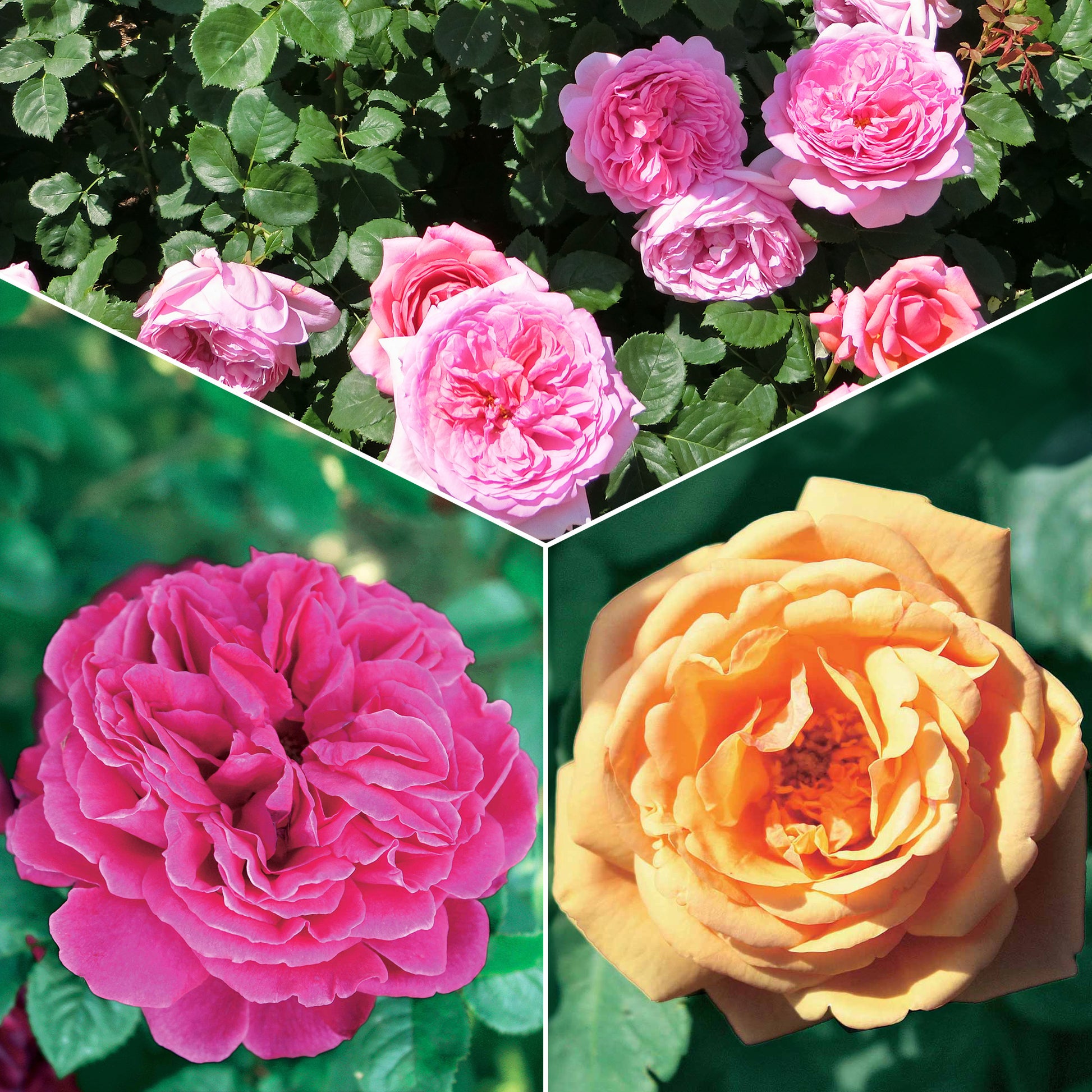 Kollektion Englische Rosen (Fish Ausgreen,Charlie,Her's Ausgreen) (x3) - Rosa(fish ausgreen,charlie ausgreen,her's ausgreen - Gartenpflanzen