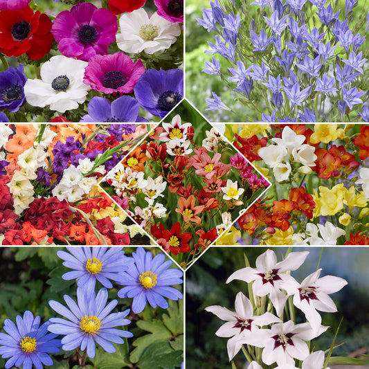 Packung mit 312 Blumenzwiebeln - Bakker