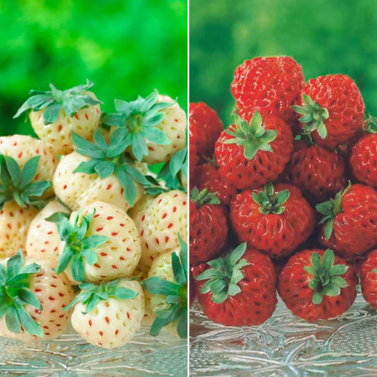 Sammlung von originellen Erdbeerpflanzen (x4) - Fragaria pineberry ® framberry ®