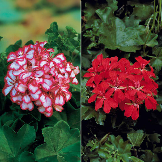 Geranien-Sammlung: rot und zweifarbig (x6) - Pelargonium peltatum nixe , rouge