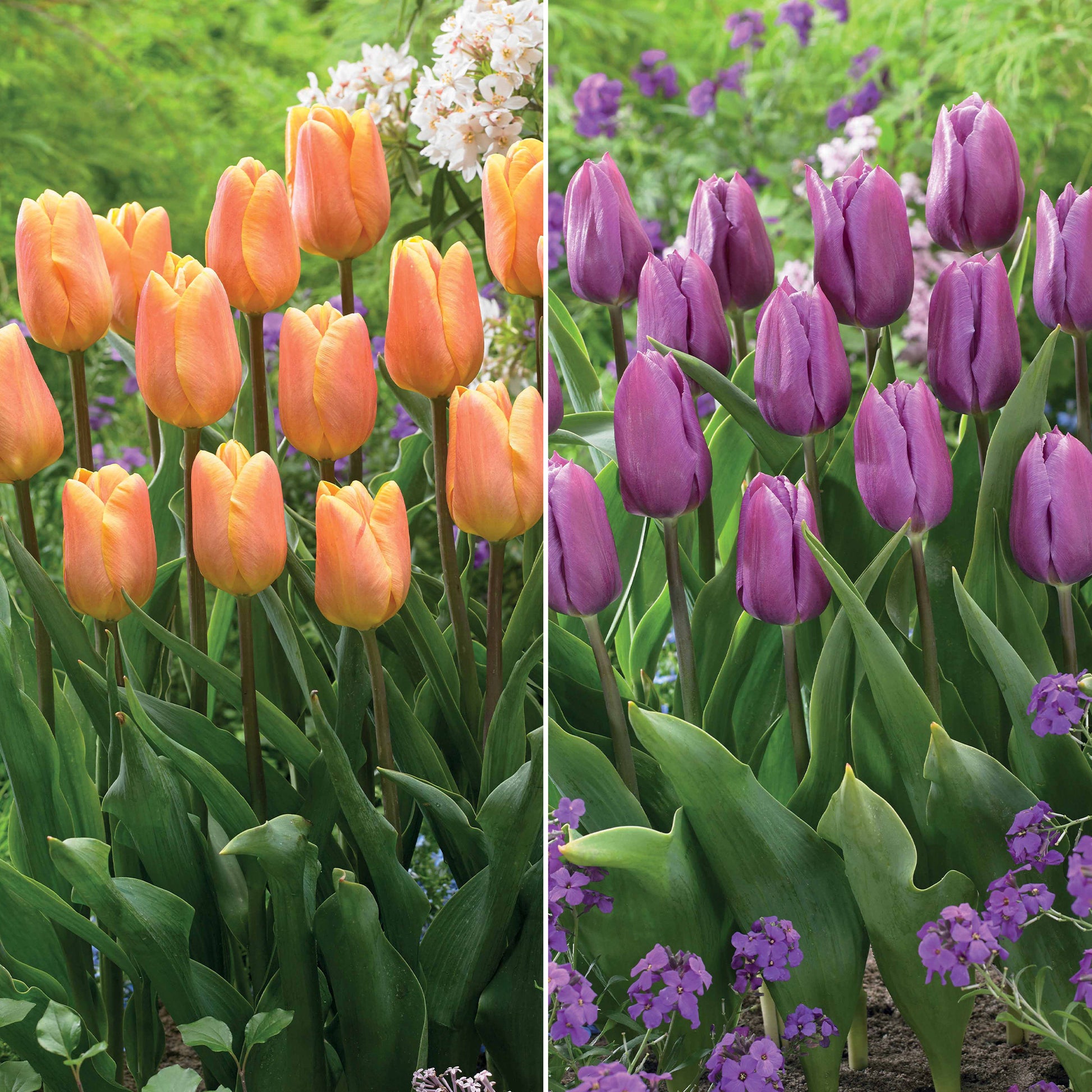 Triumph Tulpen Kollektion: 'Bellville' + 'Blue Beauty' (x20) - Tulipa triompe (bellville , blue beauty) - Blumenzwiebeln