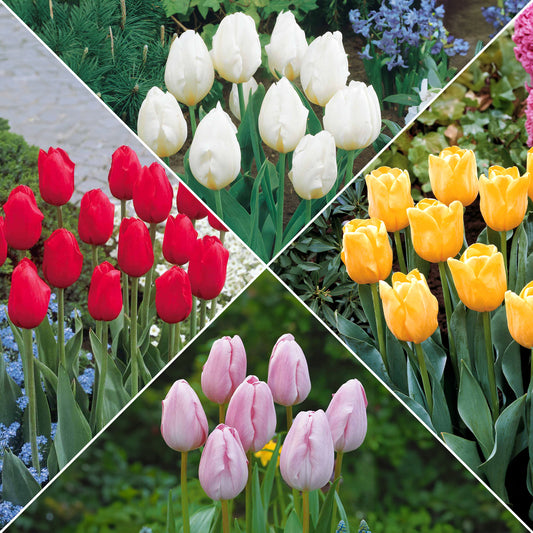 Kollektion langstielige Tulpen (x20) - Tulipa - Blumenzwiebeln