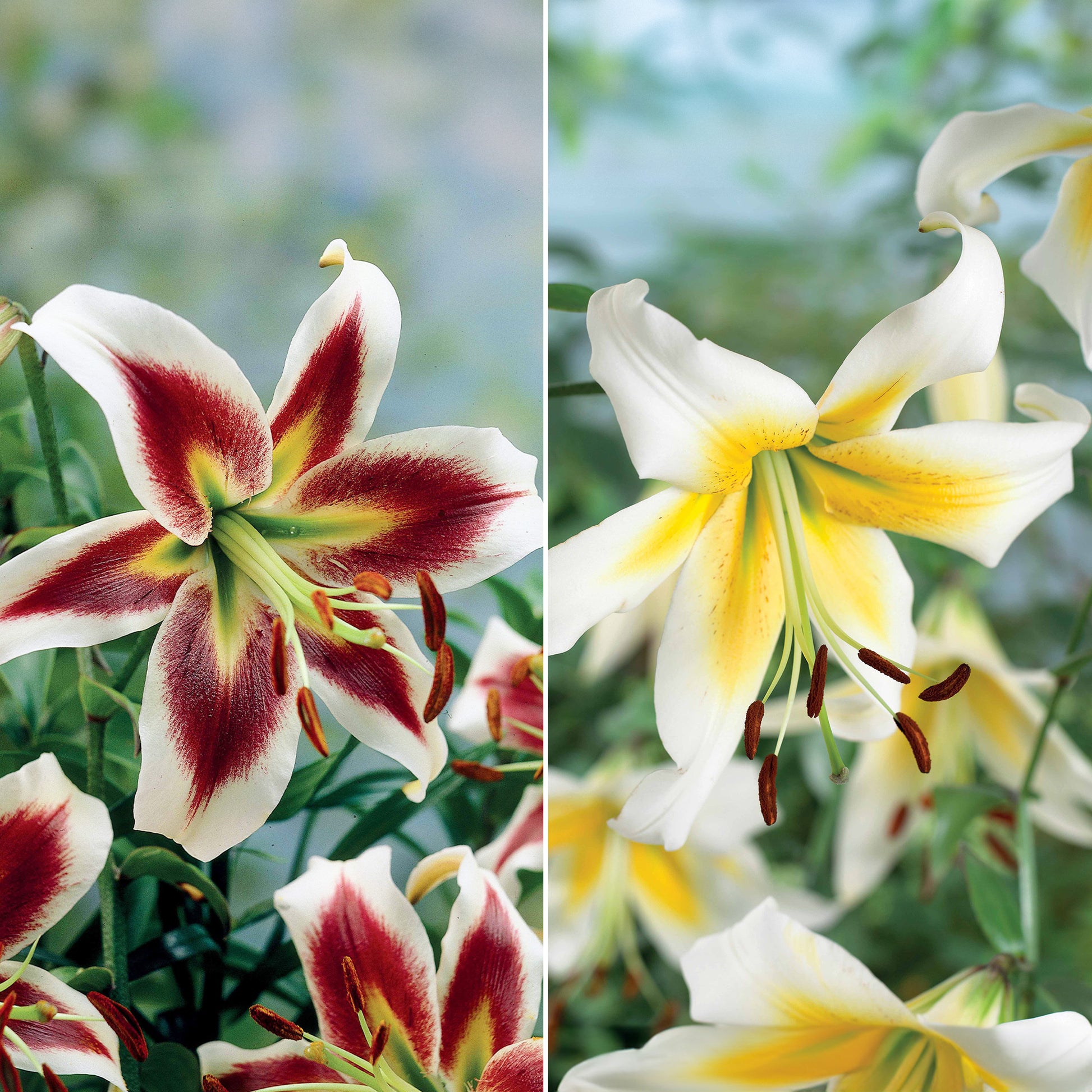 Lilien Kollektion 'Beverly Dreams' & 'Mister Pistache' (x6) - Lilium beverly dreams + mister Peculiar - Blumenzwiebeln