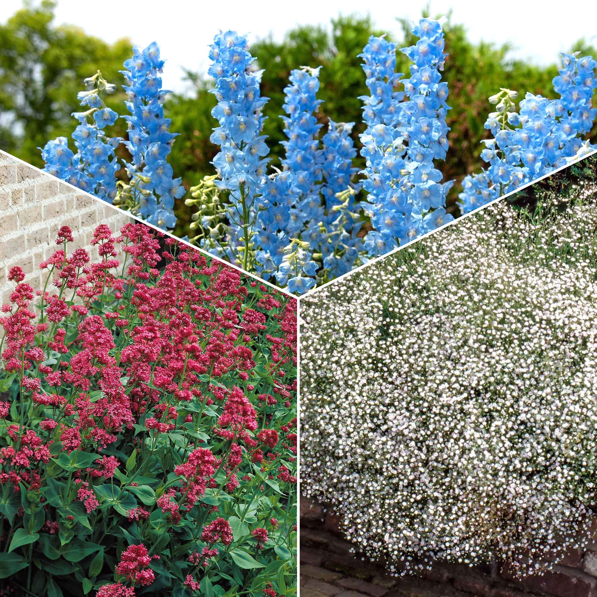 Staudenkollektion für ländliche Beete. (x 11) - Delphinium, gypsophila paniculata, centranthus ruber - Gartenpflanzen